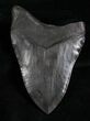 Megalodon Tooth - Great Blade #6310-1